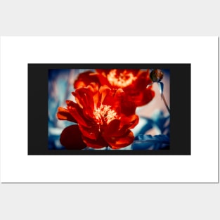 Red Peony Flowers Posters and Art